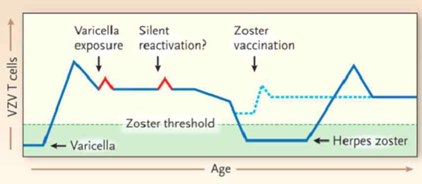 유소아 시기에 VZV에 감염되어 수두를 앓고 난 후, 잠복감염하고 있던 VZV가 고령자에서 면역노화에 따라 재활성화되고 대상포진으로 발병하는 과정 (NEJM 352:2266, 2005)