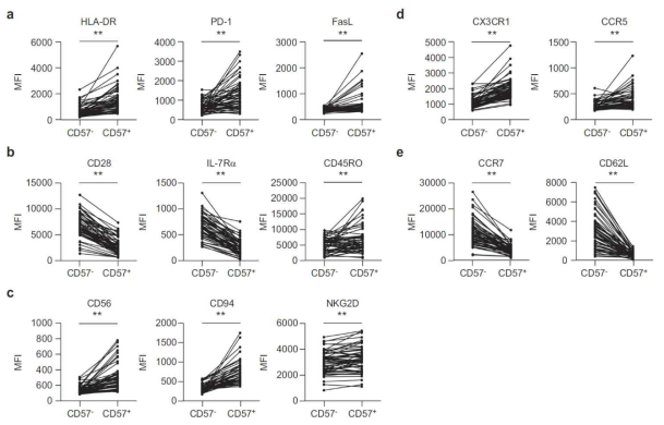 CD57-CD8+ T 세포(각 그림의 왼쪽)와 CD57+CD8+ T 세포(각 그림의 오른쪽)의 세포표면분자 발현을 유세포분석으로 비교 분석하였음. 세포표면분자로는 activation marker(HLA-DR, PD-1, CD56), tissue hmonig marker(CX3CR1, CCR5), immunosenescence marker(CD28, IL-7Ra, PD-L1), lymph node homing marker(CCR7, CD62L), cytotoxicity-related marker(CD44, NKG2D, FasL)를 분석하였음