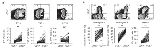 CD57-CD8+ T 세포와 CD57+CD8+ T 세포의 사이토카인 분비와 세포독성 분자 발현을 유세포 분석으로 비교 분석하였음