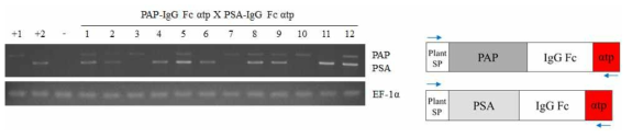 in vitro 상에서 선별된 식물체에서 전립선암 polymeric PAP-PSA dual 융합 백신 유전자 (PAP-IgG Fc αtp × PSA-IgG Fc αtp)의 삽입 유무 확인. +1, Positive control 1 (Purified recombinant PAP-IgG Fc αtp DNA of E.coli); +2, Positive control 2 (Purified recombinant PSA-IgG Fc αtp DNA of E.coli); -, Negative control, Non-transgenic plant