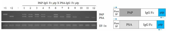 in vitro 상에서 선별된 식물체에서 전립선암 polymeric PAP-PSA dual 융합 백신 유전자 (PAP-IgG Fc μtp × PSA-IgG Fc μtp)의 삽입 유무 확인. +1, Positive control 1 (Purified recombinant PAP-IgG Fc μtp DNA of E.coli); +2, Positive control 2 (Purified recombinant PSA-IgG Fc μtp DNA of E.coli); -, Negative control, Non-transgenic plant