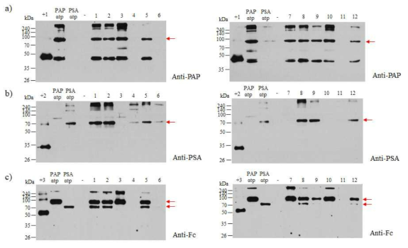 in vitro 상에서 선별된 식물체에서 전립선암 polymeric PAP-PSA dual 융합 백신 단백질 (PAP-IgG Fc αtp X PSA-IgG Fc αtp)의 발현 확인. +1, Positive control 1 (mamalian cell derived commercial PAP); +2, Positive control 2 (mamalian cell derived commercial PSA); +3, Positive control 3 (commercial rabies monoclonal antibody); -, Negative control, Non-transgenic plant