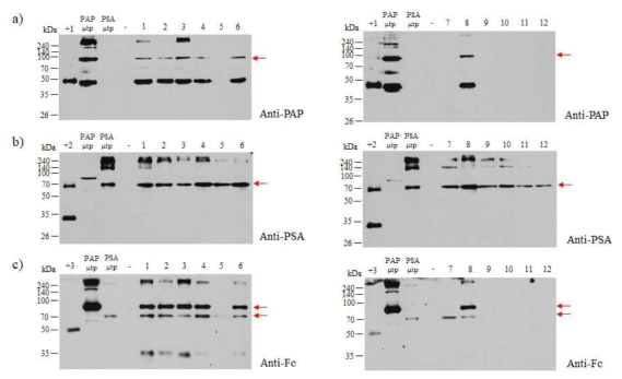 in vitro 상에서 선별된 식물체에서 전립선암 polymeric PAP-PSA dual 융합 백신 단백질 (PAP-IgG Fc μtp X PSA-IgG Fc μtp)의 발현 확인. +1, Positive control 1 (mamalian cell derived commercial PAP); +2, Positive control 2 (mamalian cell derived commercial PSA); +3, Positive control 3 (commercial rabies monoclonal antibody); -, Negative control, Non-transgenic plant