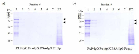 대량생산을 통해 수득된 식물체로부터 정제한 전립선암 polymeric PAP-PSA dual 융합 백신 단백질 [a] PAP-IgG Fc αtp X PSA-IgG Fc αtp, b) PAP-IgG Fc μtp X PSA-IgG Fc μtp]의 SDS-PAGE 결과. 1~7, Fraction number of samples; FT, Flow through