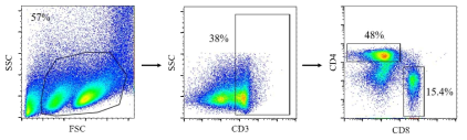 동물실험으로부터 채취한 비장으로부터 얻은 splenocyte 내 T 세포 분석을 위한 유세포분석법 gating 전략. mouse의 비장은 3번째 단백질 투여 10일 이후에 채취되었으며 CD4+ T 세포, CD8+ T 세포로 나눈 뒤 CD69를 발현하는 T 세포 분석 진행. 세포 크기와 입도 > 단일 세포 > CD3+ T 세포 > CD4+ T 세포와 CD8+ T 세포로 나누어 진행