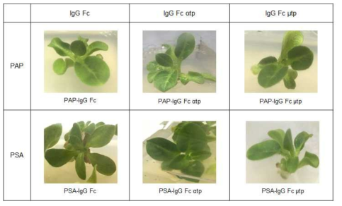 전립선암 항원 단백질 발현을 하는 in vitro transformant 식물체