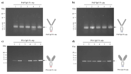 형질전환 식물체에서 전립선암 polymeric 융합 백신 유전자 [a) PAP-IgG Fc αtp, b) PAP-IgG Fc μtp, c) PSA-IgG Fc αtp, d) PSA-IgG Fc μtp] 의 삽입 유무를 PCR 분석을 통하여 확인
