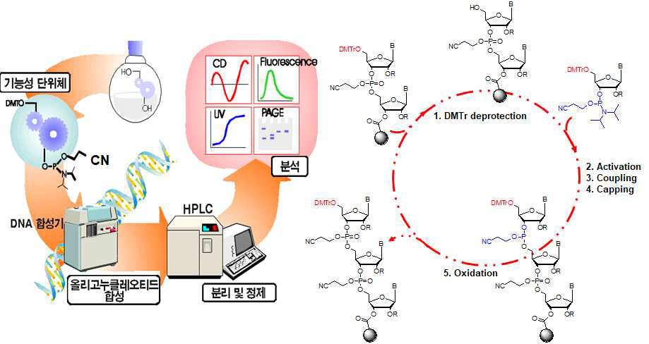 올리고뉴클레오티드 합성 프로토콜