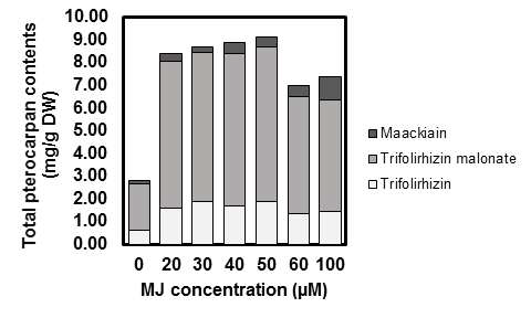 고삼 캘러스의 MJ 처리 농도별 trifolirhizin, trifloirhizin malonate 및 maackiain 함량 분석