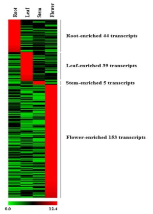 고삼 뿌리, 잎, 줄기, 꽃 특이적으로 발현하는 유전자 242개의 heatmap