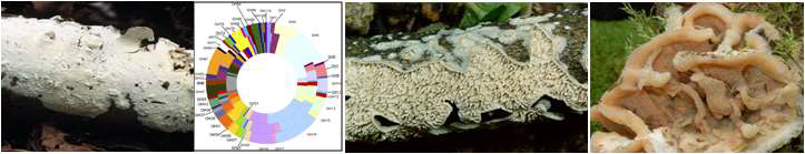 전 유전체가 밝혀진 유색고약버섯, 기계충버섯, 아교버섯