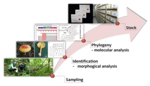 버섯소재 확보를 위한 과정: 환경에서의 샘플링, 동정, 보존