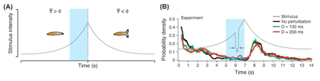 (A) 유충의 행동실험에서 사용한 후각자극의 패턴: 양의 자극경사 구간은 회전을 억압하고 음의 자극경사 구간은 회전을 촉진시킴. (B) 불확실성이 없는 경우와 있는 경우 (섭동 구간의 길이가 다른 두 조건, D=132 그리고 256 밀리세컨드)의 회전에 대한 확률분포 (n>500)