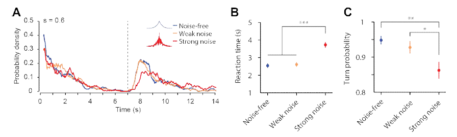 연속적인 노이즈가 없는 경우와 있는 경우의 (A) 회전확률분포 (n>500)와 (B) 자극의 기울기가 반전되는 시점 (t=7)이후의 turning latency 그리고 (C) 그 회전확률 (n>200, t-test, *p<0.05, **p<0.01, ***p<0.001)