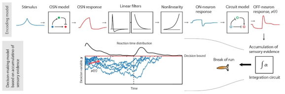 증거축적 메커니즘을 바탕으로 한 의사결정 모델, 화살표는 각 단계의 신호처리 흐름을 표시함. OFF-neuron은 최종적으로 Stimulus를 입력으로 받아 회전 의사결정에 대한 Sensory evidence를 인코딩하게 되고 이 신호는 시간에 따라 축적 (Integration)되어서 일정한 수준인 Decision bound에 도달하면 회전 의사결정이 이루어짐