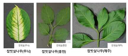 무늬참빗살나무 및 홍천, 제주참빗살나무 잎