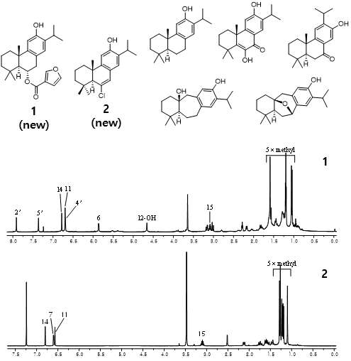 (무늬)참빗살나무 유래의 diterpene 구조 및 신규 diterpene 화합물 (1, 2)의 1H NMR spectrum