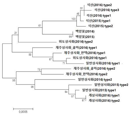 45S rDNA 서열을 기반으로 한 상사화 10종간 유연관계