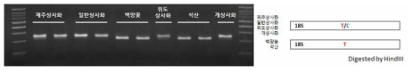 제주상사화 및 근연종 간 45S rDNA 염기서열 변이 지역 기반 마커 적용 및 모식도