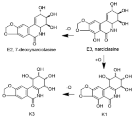 제주상사화 주요 알칼로이드 K1 및 K3의 생합성과정 예상
