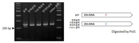 한택곰취 및 근연종 간 45S rDNA 염기서열 변이 지역 기반 마커 적용 (LF_d_02, LF_d_03) 및 모식도