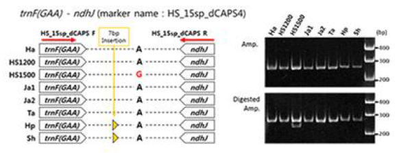 한택산수국 및 근연종 간 엽록체 염기서열 변이 지역 기반 마커 적용 (HS_15sp_dCAPs) 및 모식도