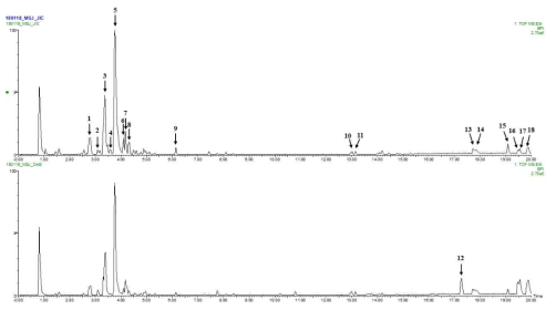 직립미선나무 (위) 및 미선나무 (아래)의 UHPLC-QTOF-MS chromatogram