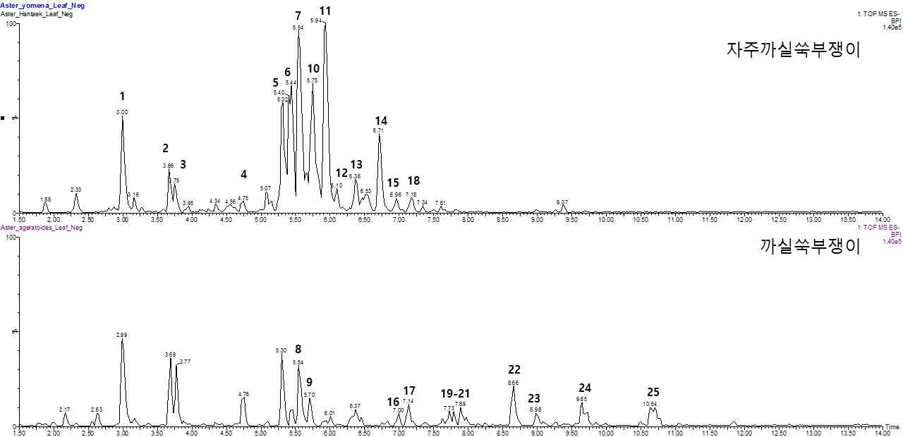 자주까실쑥부쟁이 (위) 및 분홍까실쑥부쟁이 (아래)의 UHPLC-QTOF-MS chromatogram