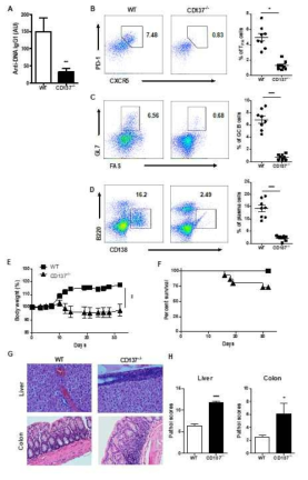 만성 GVHD 모델에서 CD137-/- 숙주 생쥐에서 급성 GVHD로 질병이 전환됨. (A-D) CD137-/- 숙주 생쥐에서 자가항체 반응이 감소함을 보여주는 결과 (항-DNA 생산 감소, Tth, GC B 세포 및 형질 세포 감소). (E-H) CD137-/- 숙주 생쥐에서 급성 GVHD가 발생하는 증거 (몸무게 감소, 생존율 감소, 간과 대장의 염증 및 손상 증가)