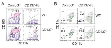 FLT3L 존재 하에서 CD137L 신호의 차단은 cDC1의 분화를 촉진시키며 (A) CD137L를 강력하게 자극하면 대식세포로 분화를 촉진시킴 (B)