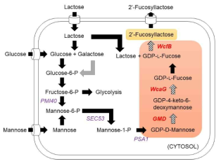 2’-FL 생합성경로. 본 연구에서는 탄소 및 에너지원으로서 lactose, glucose를 활용할 예정. 빗금 부분의 화살표는 효모에는 없는 경로. 빨간색은 발현이 필요한 유전자들