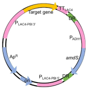 유전자 발현에 이용될 발현 벡터 구조. PLAC4-PBI 3’과 PLAC4-PBI 5’ 부분을 활용하여 genome에 integration 됨. Vector replication과 관계된 ApR과 ori의 E. coli 유래 영역은 제거된 후, K. lactis 효모에 도입되게 됨. HindⅢ site와 multi-cloning site를 활용하여 α-MF 서열이 제거된 expression vector 구축이 가능