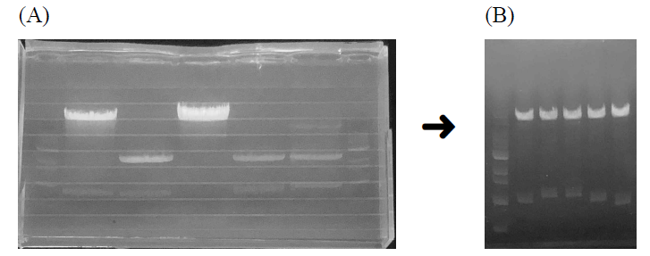 Vector와 optimization 된 유전자를 동일한 restriction enzyme(HindⅢ와 XhoⅠ)을 활용하여 처리한 후, extraction 함 (A). Extraction 된 fragments를 ligation 하여 expression vector를 구축. 구축된 expression vector를 restriction enzyme 처리를 통하여 확인함 (B)
