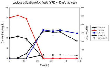 40 g/L의 lactose가 포함된 YPD 배지에 K. lactis를 배양하여 lactose의 소모 확인. Glucose와 lactose가 동시에 24h 내에 모두 소모됨을 확인함