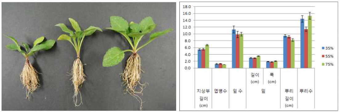 차광처리가 미역취(제주)의 발아 및 생육에 미치는 영향(좌로부터 35, 55, 75%)