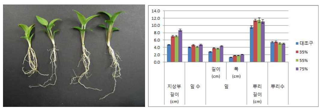 차광처리가 일월비비추 ‘퍼스트벨’의 발아 및 생육에 미치는 영향(좌로부터 0, 35, 55, 75%)