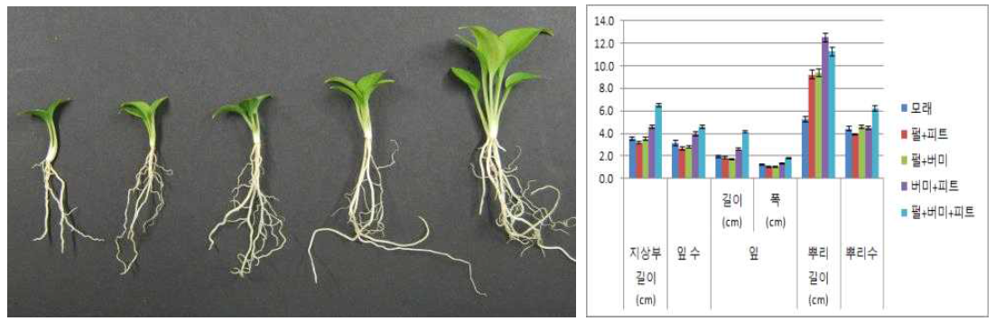 플러그 트레이 용토가 일월비비추 ‘퍼스트벨’ 발아 및 생육에 미치는 영향(좌로부터 Sand, Pr:Pt, Pr:V, V:Pt, Pr:V:Pt)