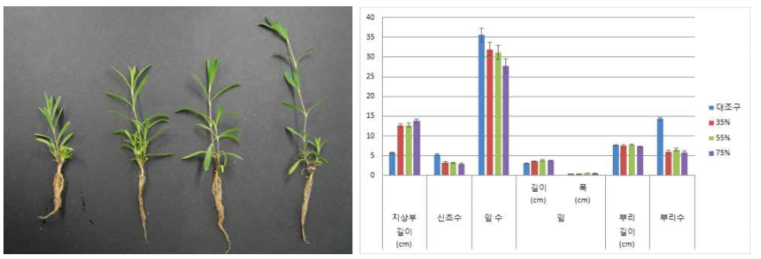차광처리가 패랭이꽃(제주)의 발아 및 생육에 미치는 영향(좌로부터 0, 35, 55, 75%)