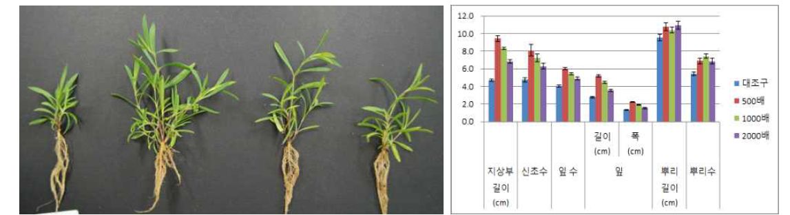 시비처리가 패랭이꽃(제주)의 발아 및 생육에 미치는 영향(좌로부터 대조구, 500, 1000, 2000)