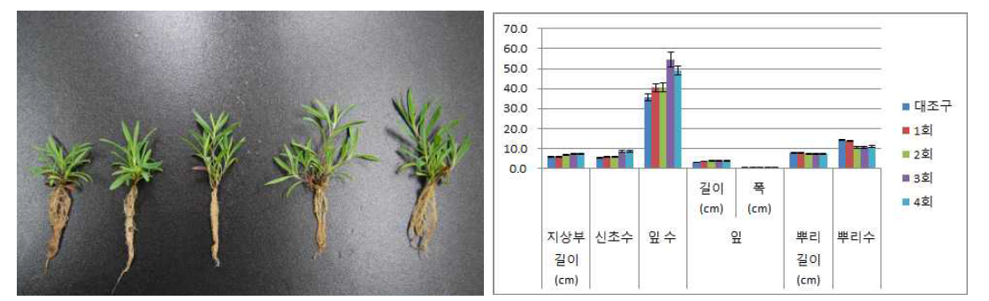 시비횟수가 패랭이꽃(제주)3의 발아 및 생육에 미치는 영향(좌로부터 대조구, 1, 2, 3, 4회/주)