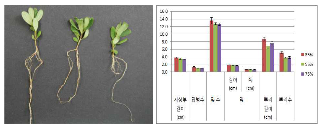 차광처리가 산철쭉(제주)의 발아 및 생육에 미치는 영향(좌로부터 35, 55, 75%)