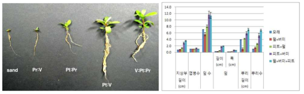 차광처리가 산철쭉(제주)의 발아 및 생육에 미치는 영향(좌로부터 Sand, , Pr:V, Pr:Pt V:Pt, Pr:V:Pt)