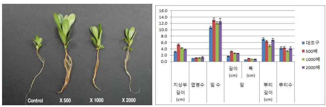 시비처리가 산철쭉(제주)의 발아 및 생육에 미치는 영향(좌로부터 대조구, 500, 1000, 2000)