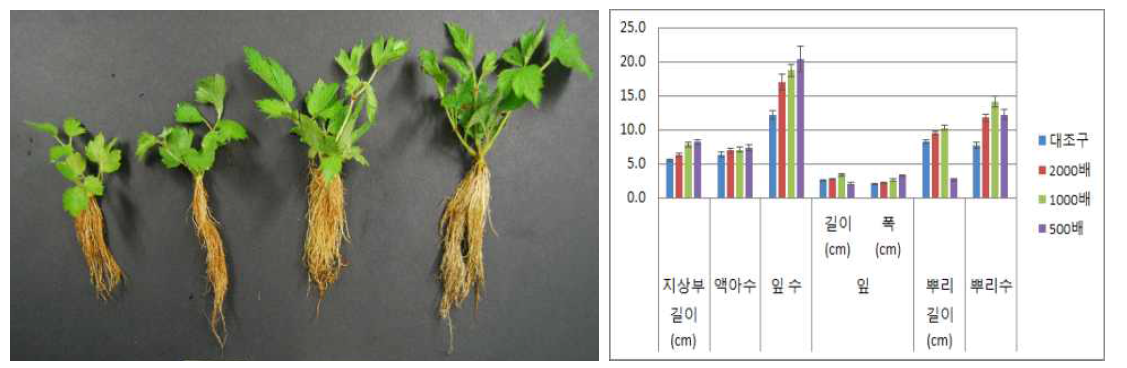 시비처리가 한라노루오줌의 발아 및 생육에 미치는 영향(좌로부터 대조구, 2000, 1000, 500배)