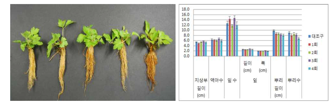 시비횟수가 한라노루오줌의 발아 및 생육에 미치는 영향(좌로부터 대조구, 1, 2, 3, 4회/주)