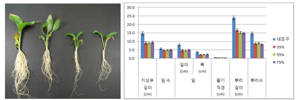 포트 육묘시 차광처리가 일월비비추 ‘퍼스트벨’의 생육에 미치는 영향(좌로부터 0, 35, 55, 75%)