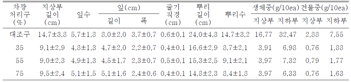 포트 육묘시 차광처리가 일월비비추 ‘퍼스트벨’의 생육에 미치는 영향