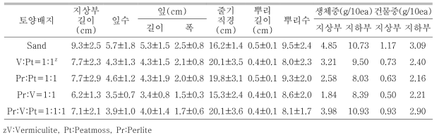 포트 육묘시 용토가 일월비비추 ‘퍼스트벨’의 생육에 미치는 영향