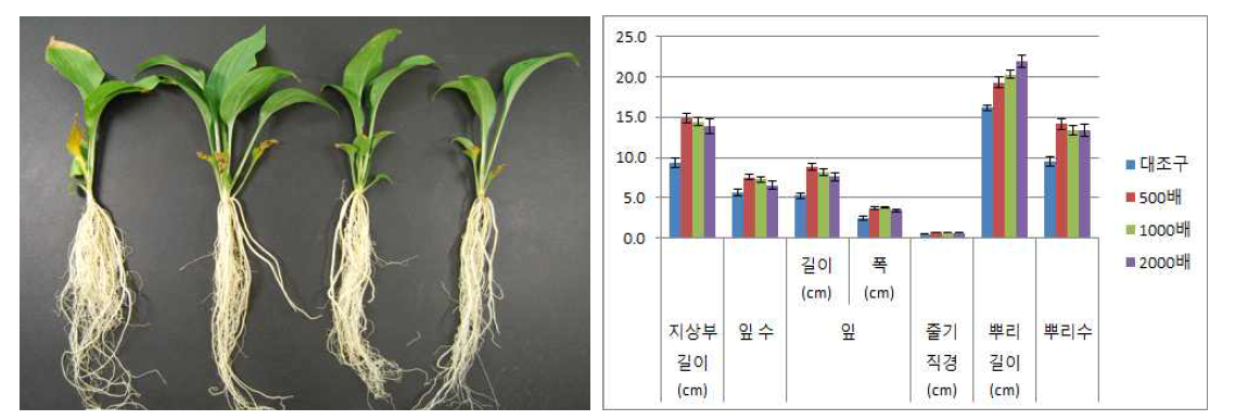 포트 육묘시 시비처리가 일월비비추 ‘퍼스트벨’의 생육에 미치는 영향(좌로부터 대조구, 500, 1000, 2000배)