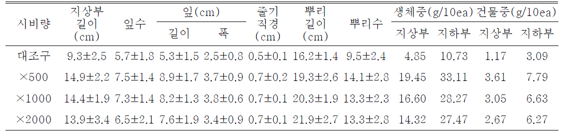 포트 육묘시 시비량 처리가 일월비비추 '퍼스트 벨'의 생육에 미치는 영향